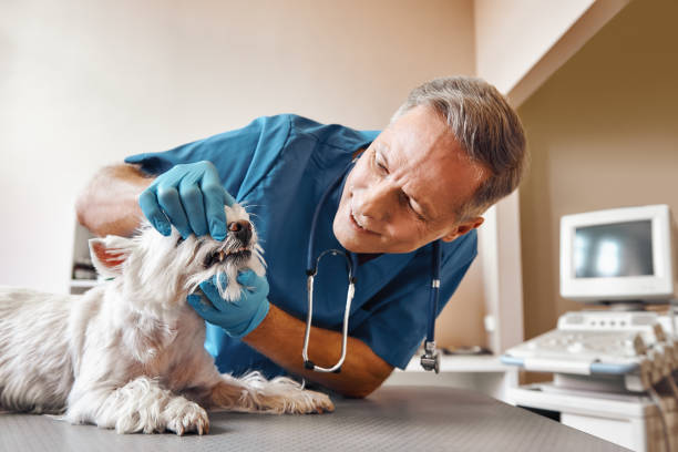 Best Mobile Emergency Dentist in Brooklyn, OH